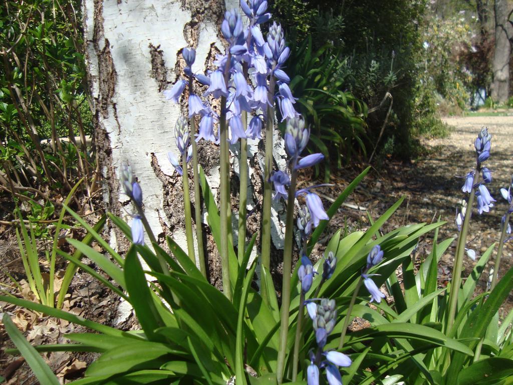 Elm Lodge Bright Eksteriør billede